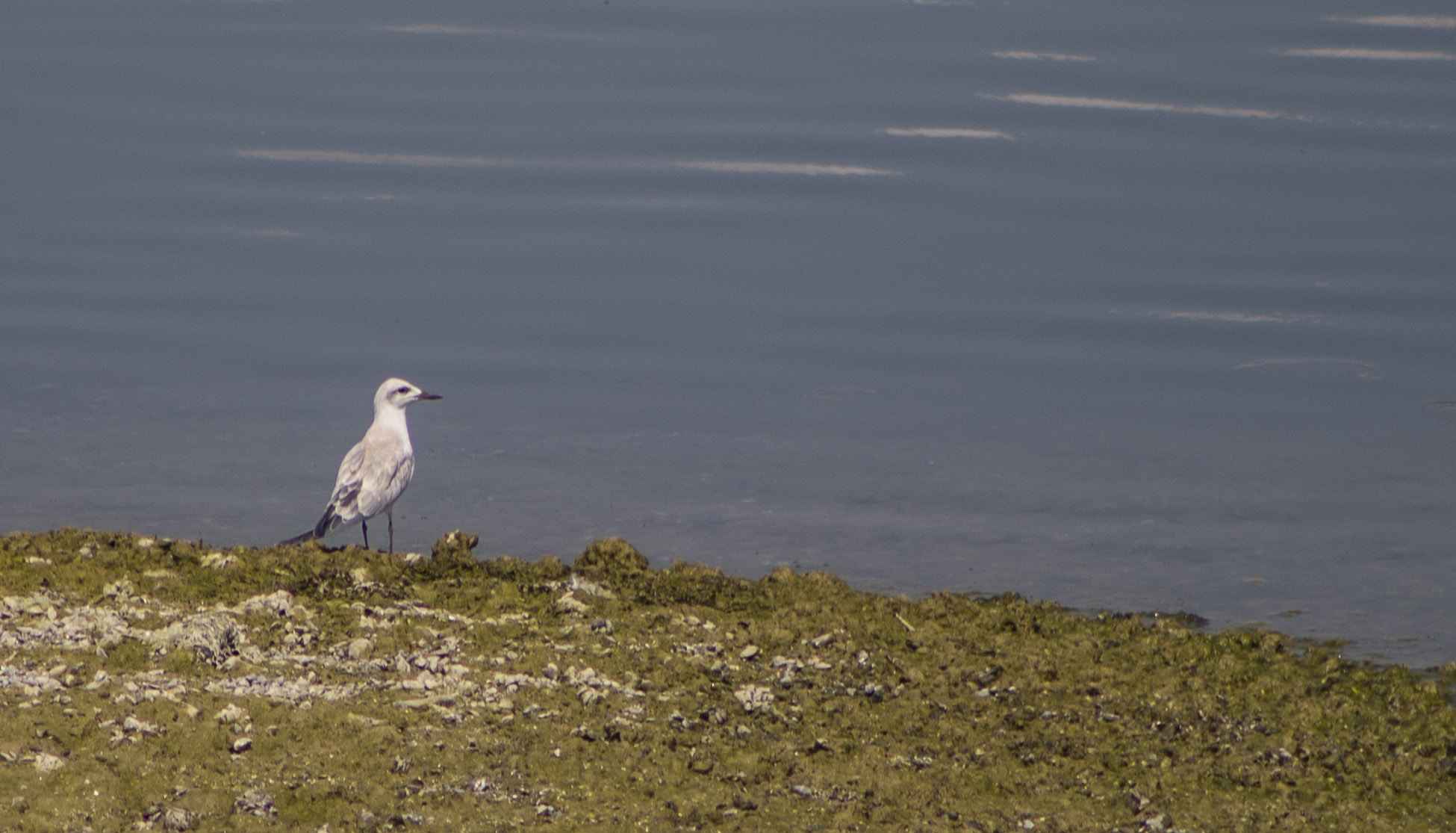 Gull-billed Tern